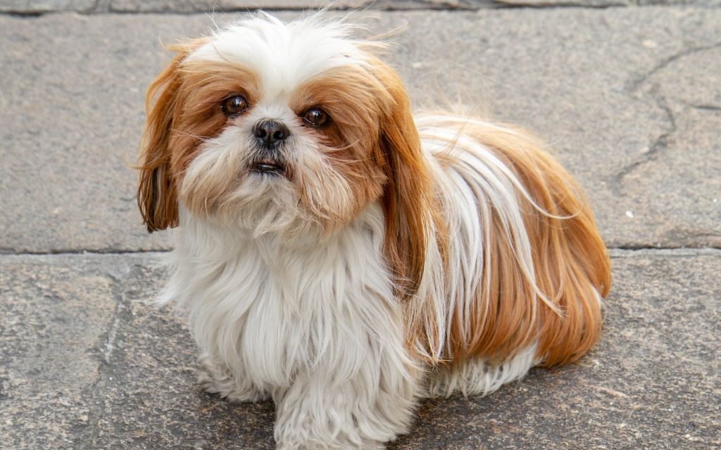 A História Rica e Imperial do Shih Tzu