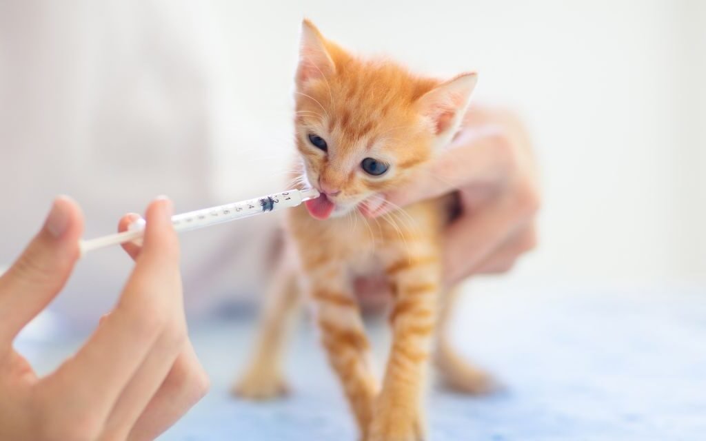 A Importância do Veterinário As Primeiras Consultas e Vacinação