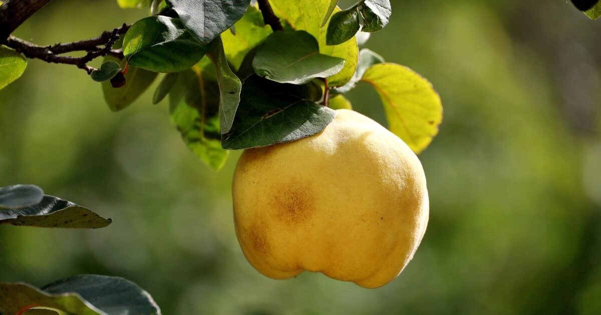 A fruta pouco consumida que combate a acidez no estômago