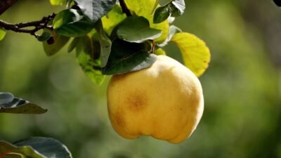 A fruta pouco consumida que combate a acidez no estômago
