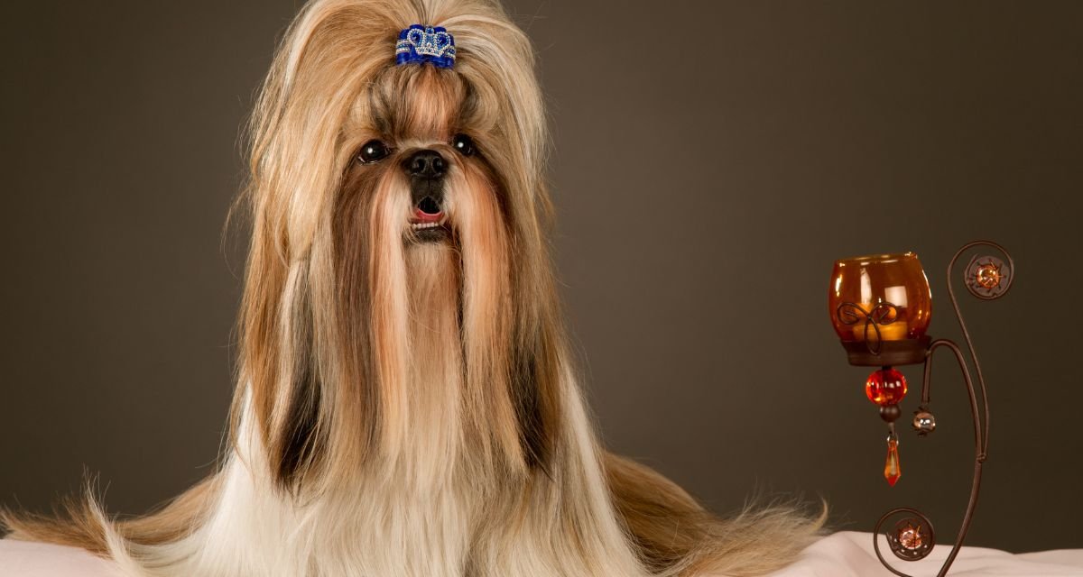 Características Físicas e a Beleza do Shih Tzu