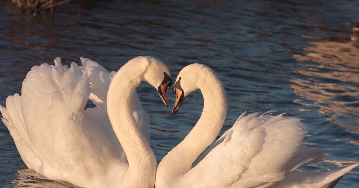 Cisne Branco Formam pares duradouros raro e admirável
