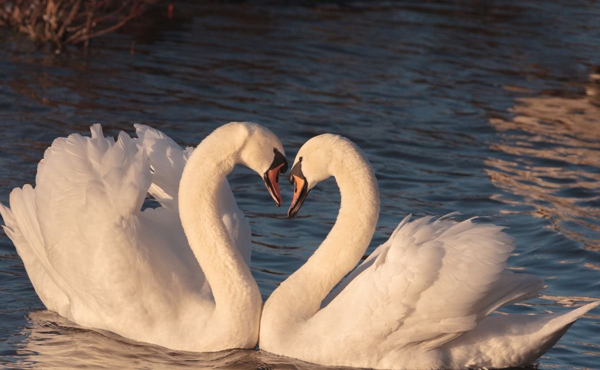 Cisne Branco Formam pares duradouros raro e admirável