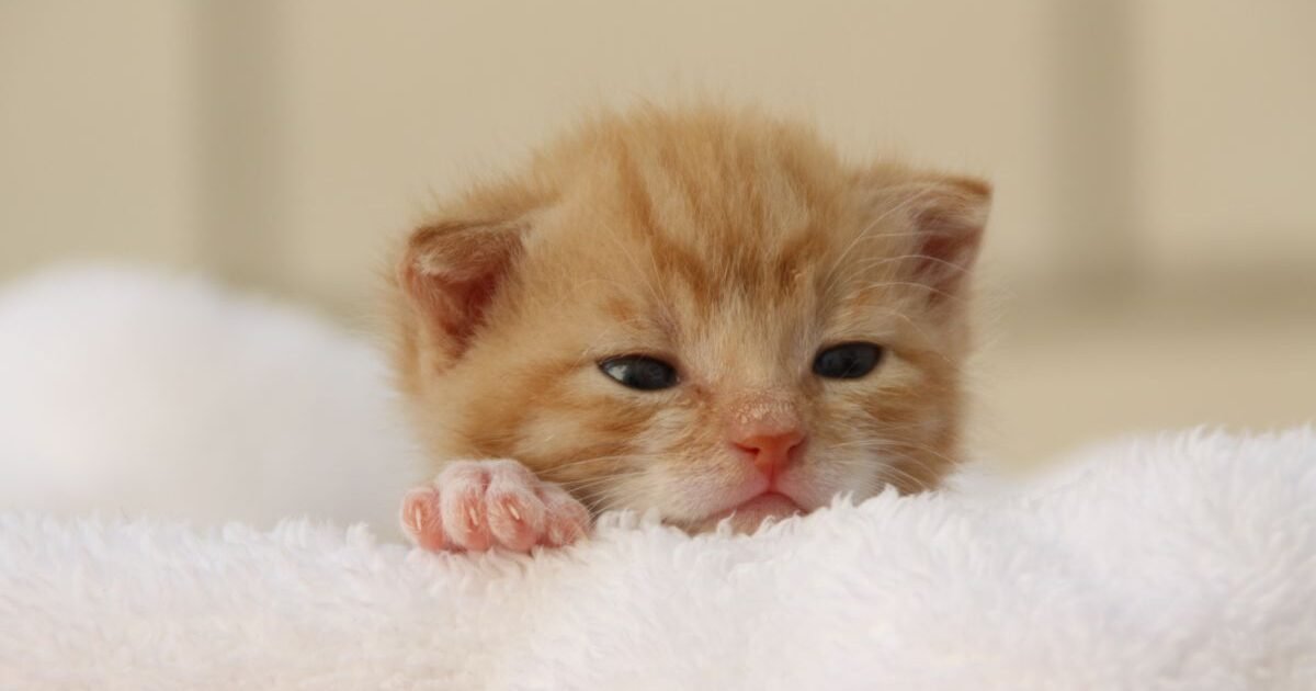 Como Cuidar do Seu Gato Filhote Primeiros Passos