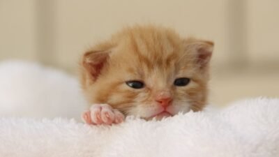 Como Cuidar do Seu Gato Filhote: Primeiros Passos!