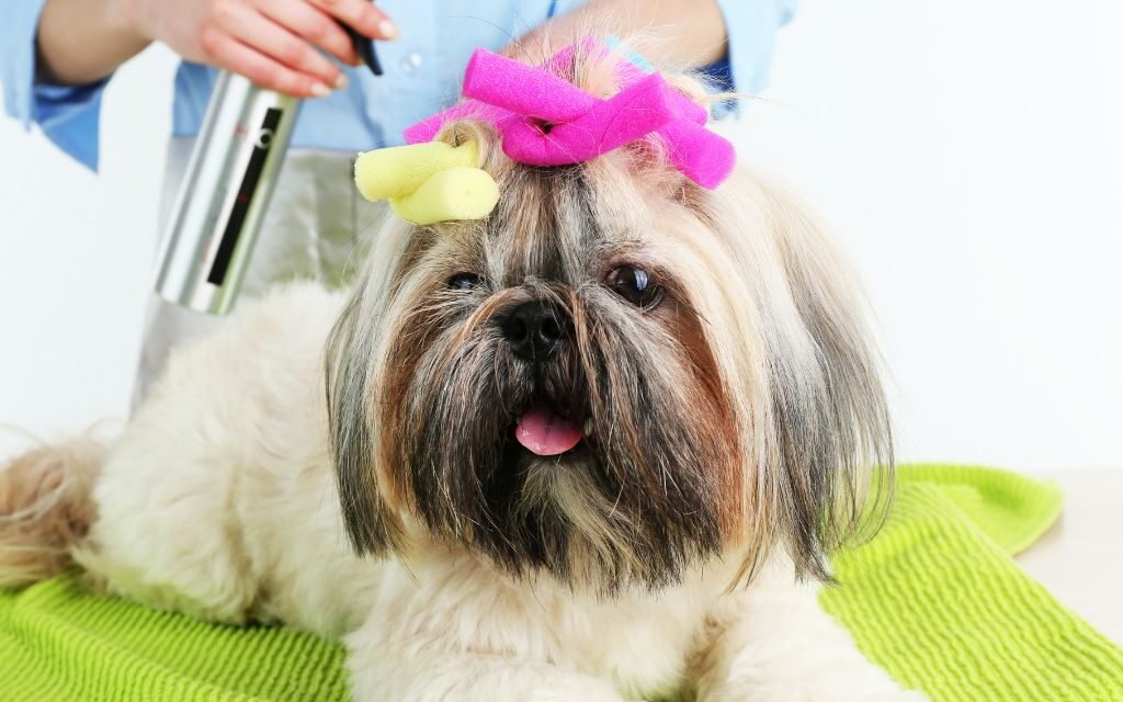Cuidados Essenciais para o Bem-Estar do Seu Shih Tzu