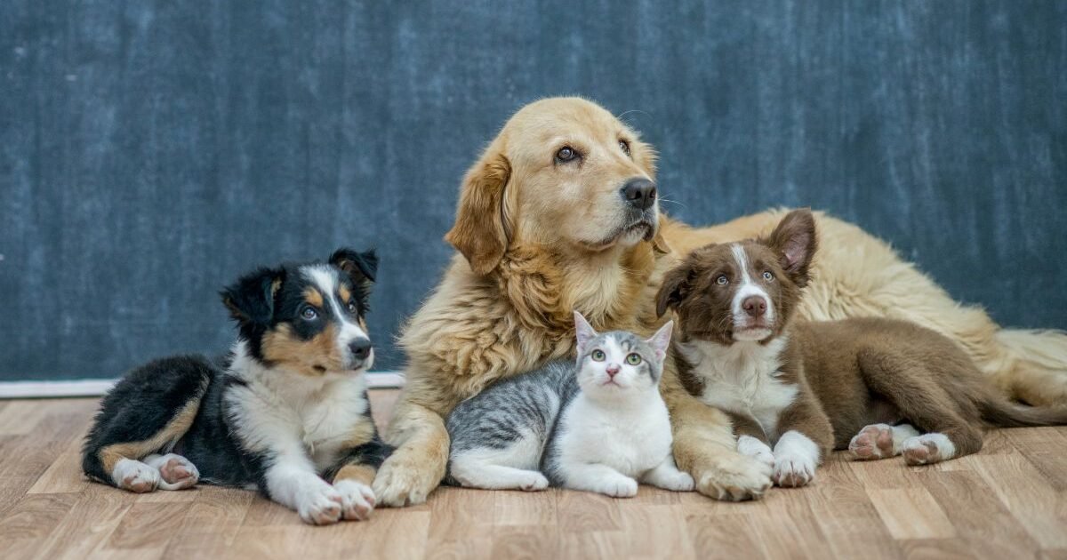 Cuidados com o seu Pets Saúde preventiva do animal