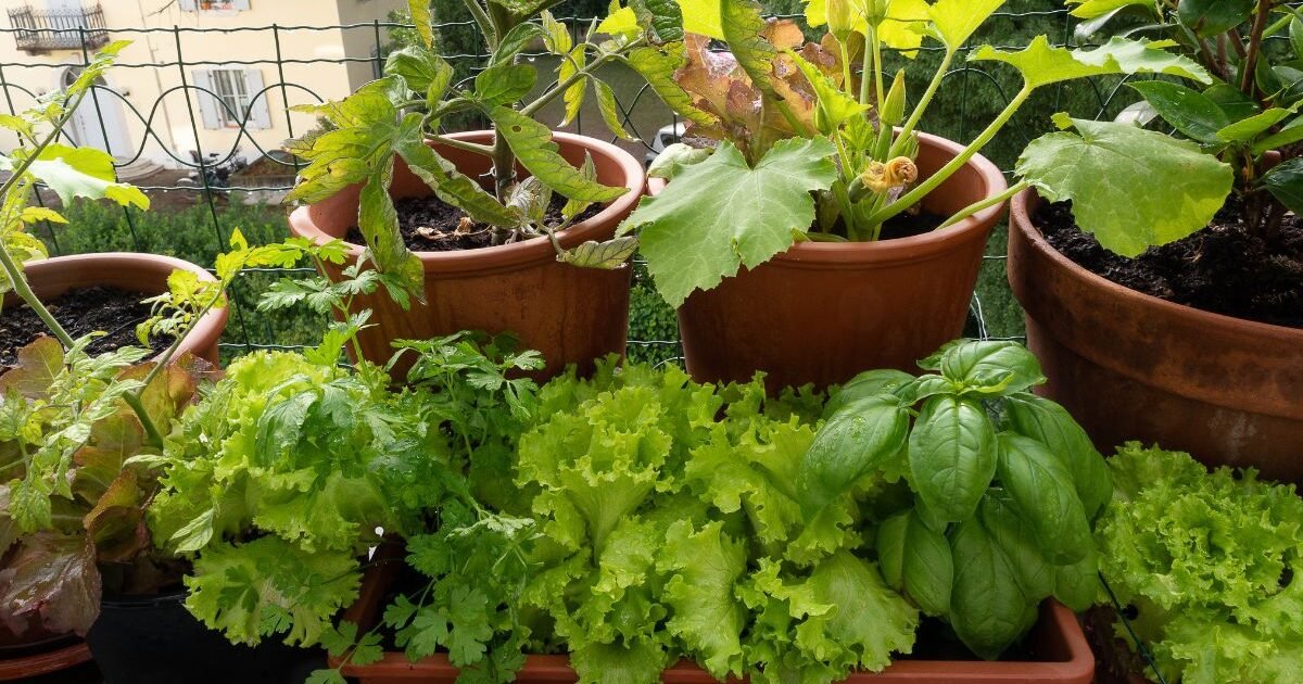 Horticultura Orgânica Como Cultivar Sua Própria Horta