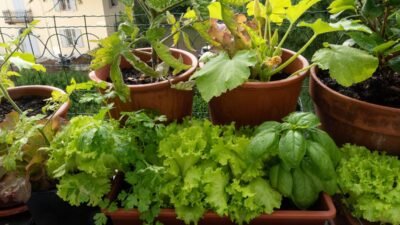 Horticultura Orgânica: Como Cultivar Sua Própria Horta