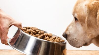 Melhor Ração para Cachorro com Alergia Alimentar
