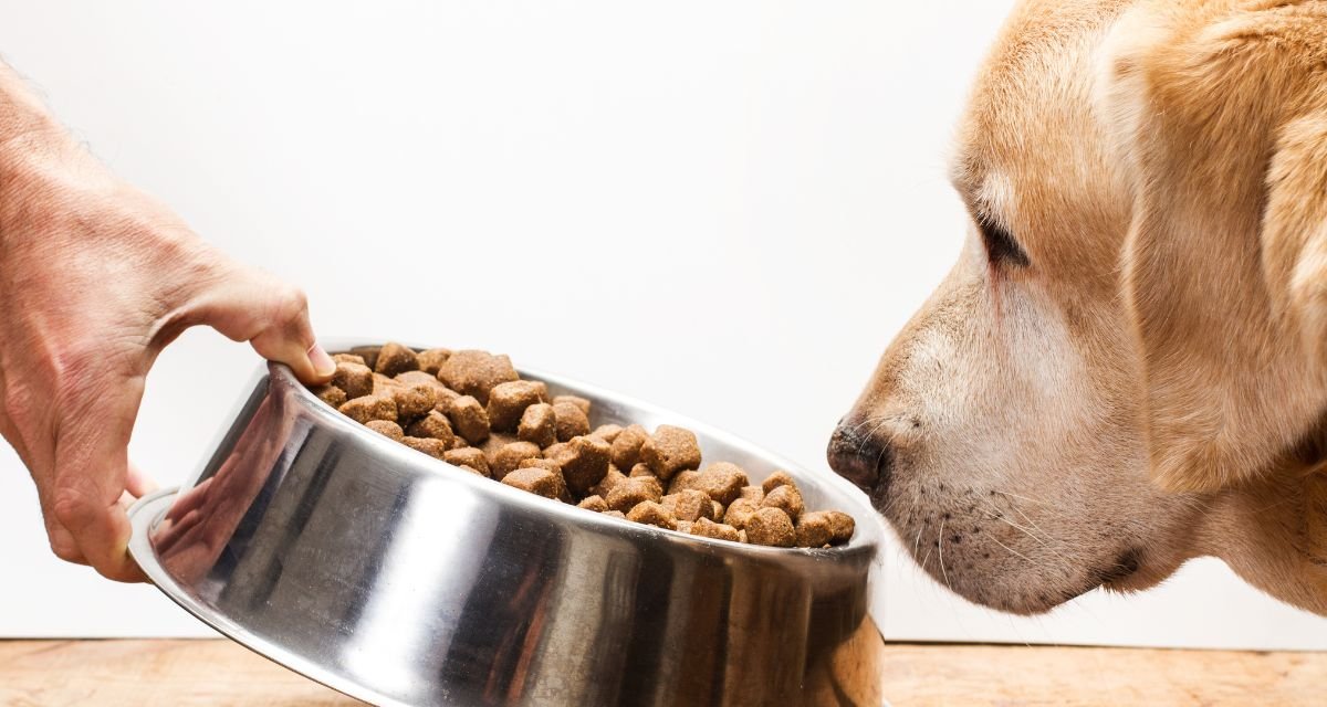 Melhor Ração para Cachorro com Alergia Alimentar