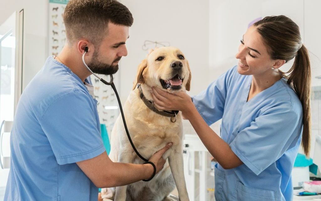 O Pilar da Saúde Preventiva Entendendo a Importância