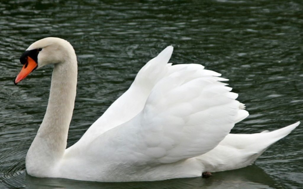 O que é o cisne branco