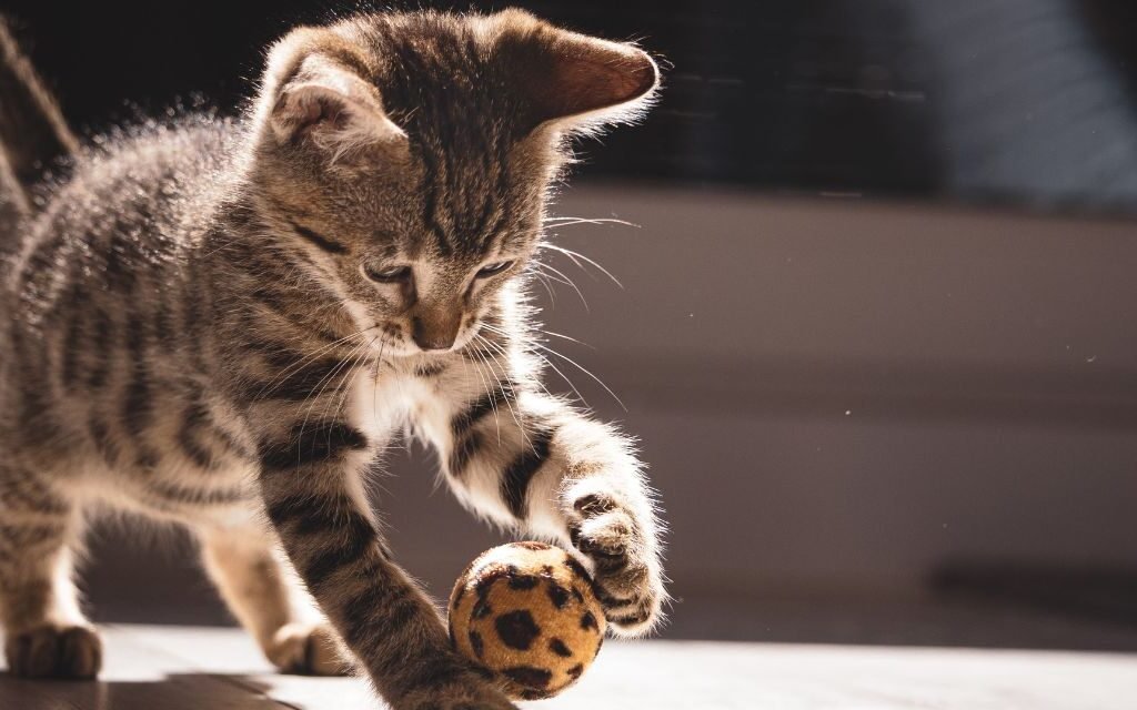 Socialização e Comportamento Construindo um Gato Equilibrado