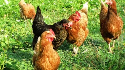 Como Criar Galinhas no Seu Quintal: Guia Prático