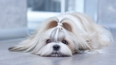 Shih Tzu: Saiba Tudo Sobre Esta Raça Encantadora