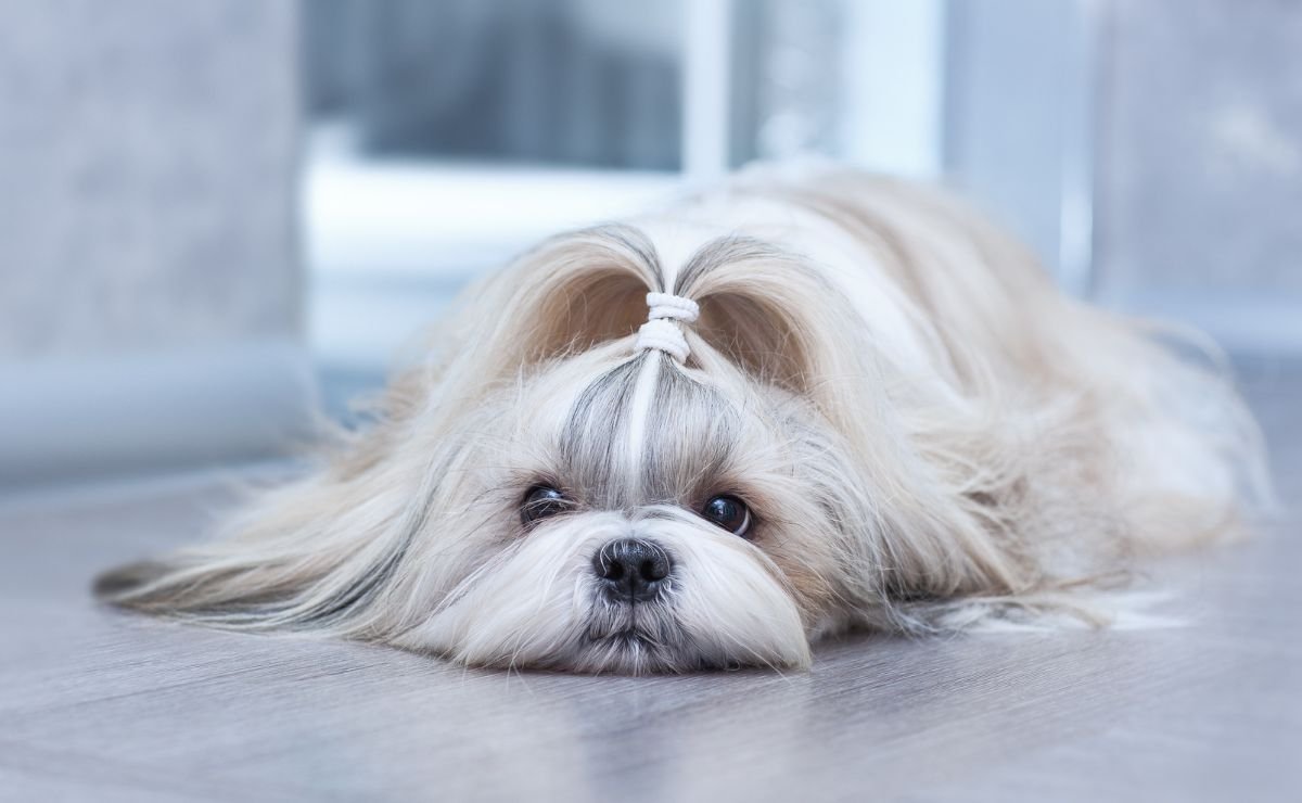 shih-tzu-saiba-tudo-sobre-esta-raca-encantadora