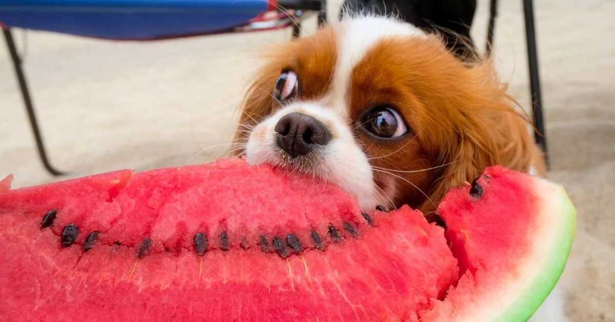 As Frutas Amigas dos Cachorros