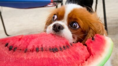 Meu Cachorro Pode Comer Fruta? Quais São Seguras?
