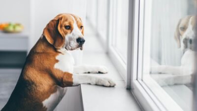 Como Deixar Seu Cachorro Sozinho em Casa Sem Ansiedade