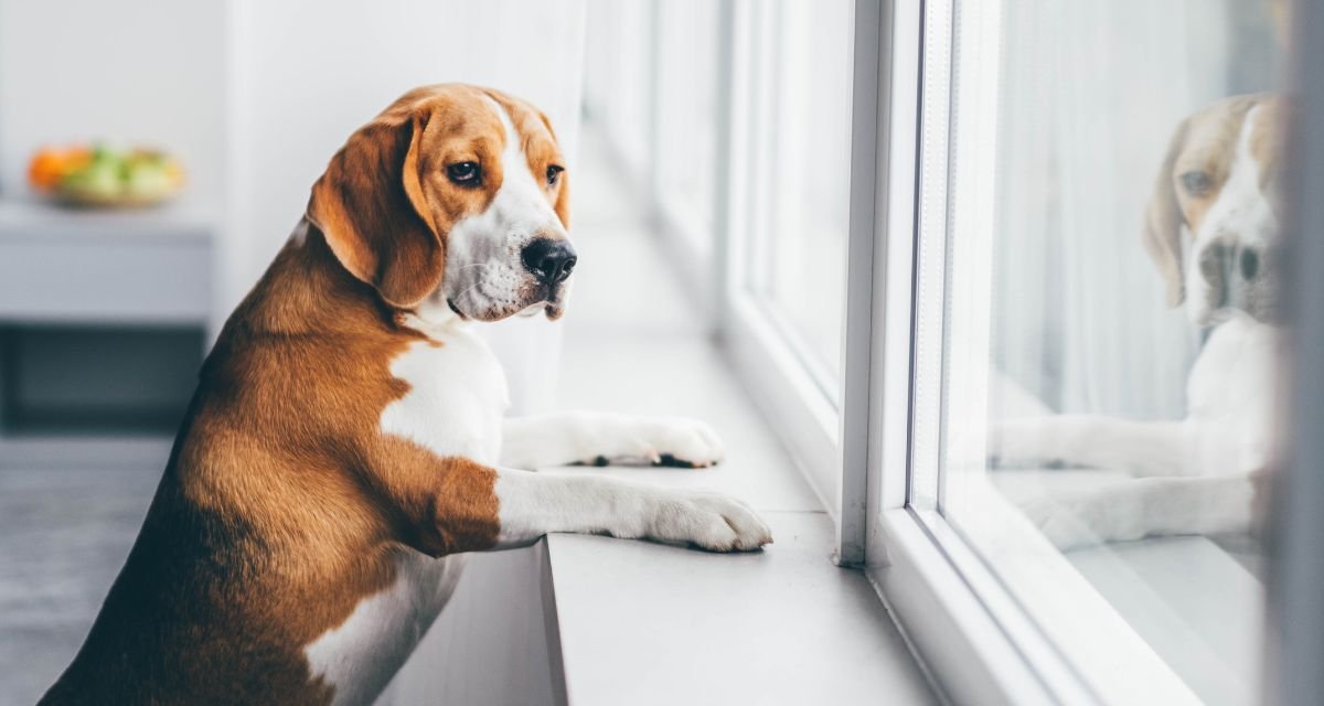 Como Deixar Seu Cachorro Sozinho em Casa Sem Ansiedade