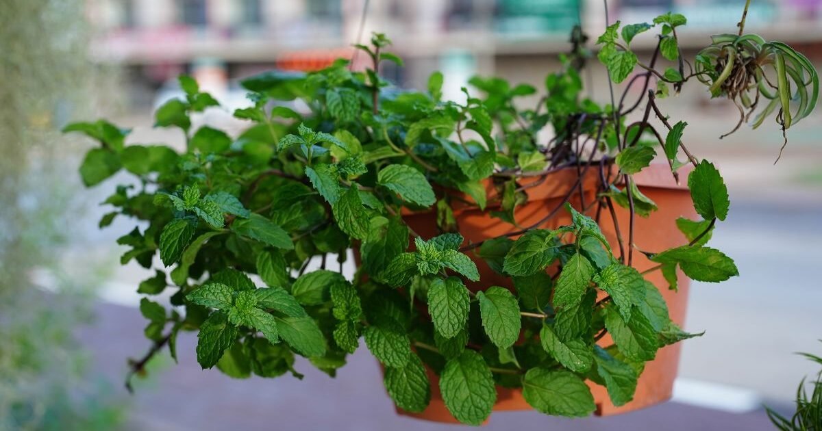 Cultive em Casa esta Erva que combate enjoo