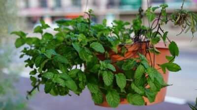 Cultive em Casa esta Erva que combate enjoo