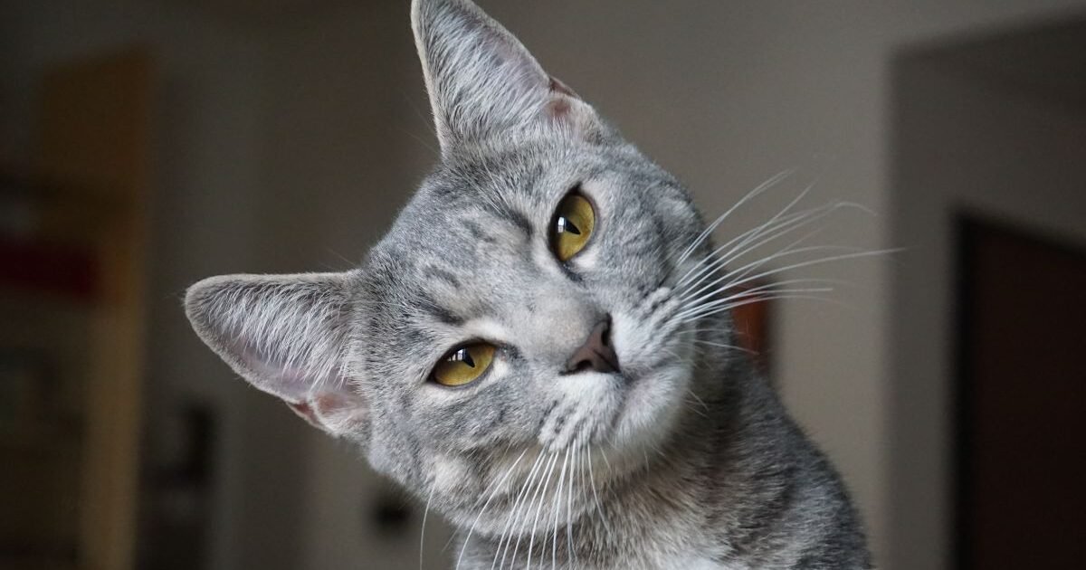 Gatos ficam tristes quando estão sozinhos em casa