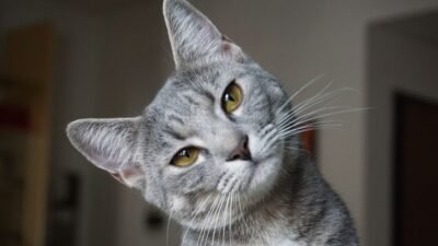 Gatos ficam tristes quando estão sozinhos em casa?