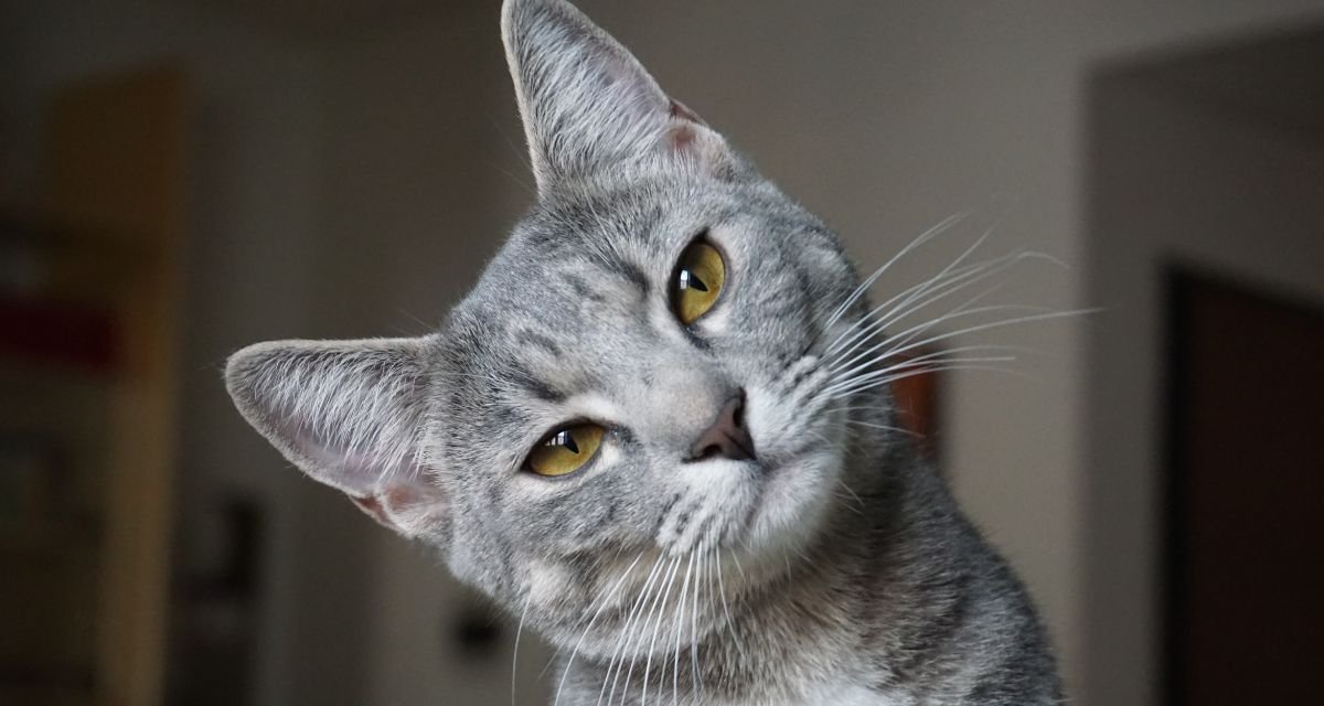 Gatos ficam tristes quando estão sozinhos em casa
