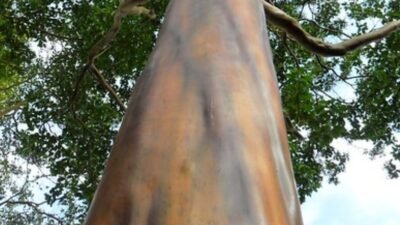 Pau-Mulato: A Árvore da Juventude, Segredos Revelados!