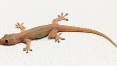 Quando você vê Lagartixa em Casa, O Que Significa?