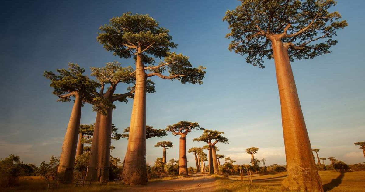 Quantas Espécies de Baobás Existem As Gigantes Adansonia