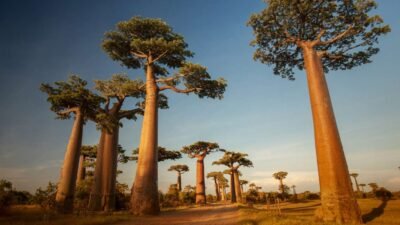 Quantas Espécies de Baobás Existem? As Gigantes Adansonia