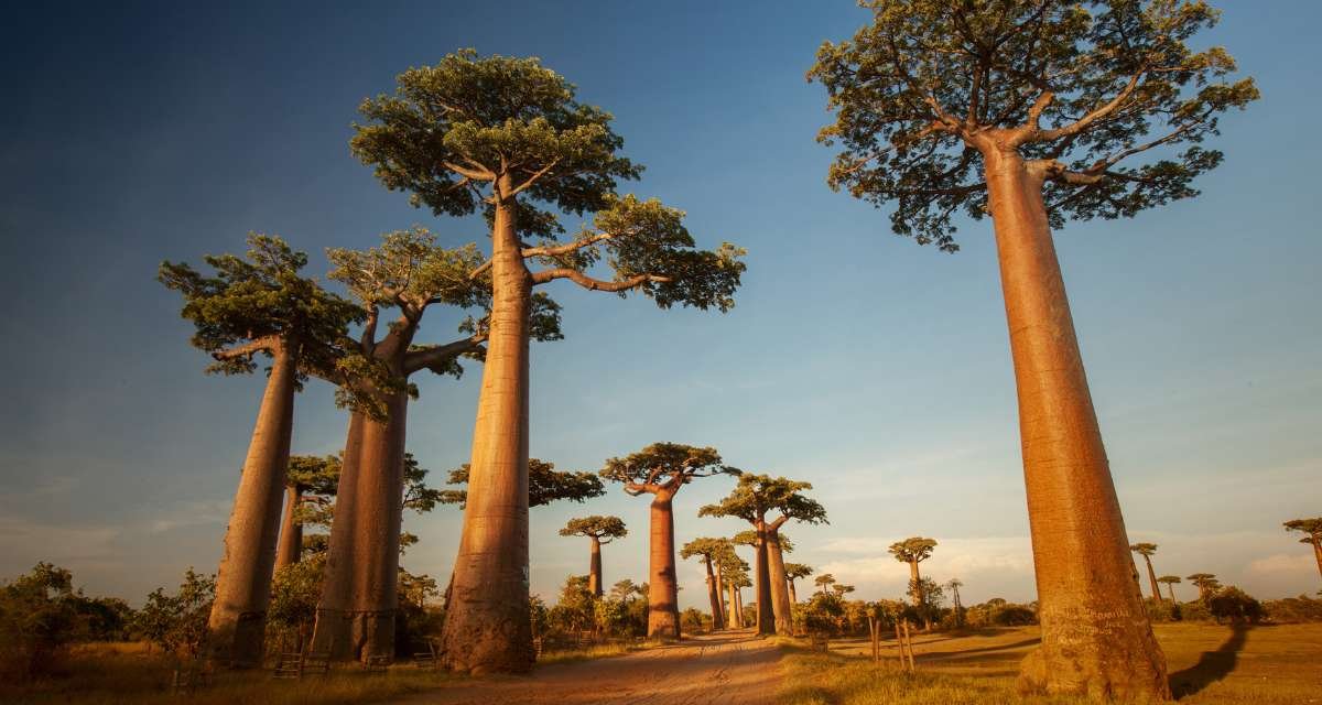 Quantas Espécies de Baobás Existem As Gigantes Adansonia