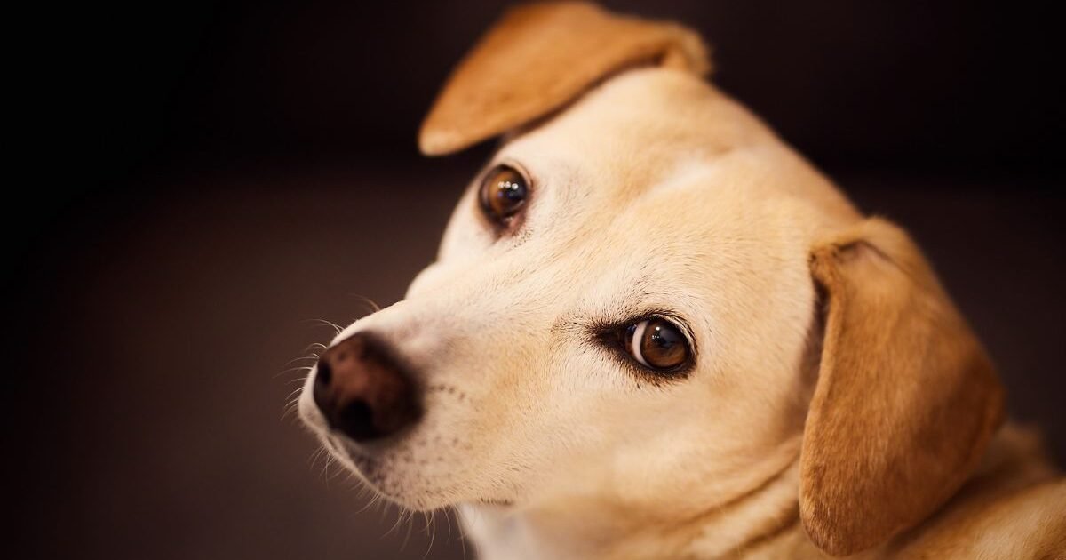 O Que Dar para Cachorro que está com Diarreia