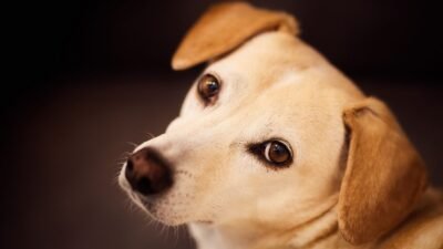 O Que Dar para Cachorro que está com Diarreia?