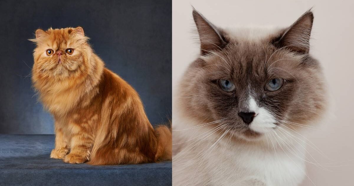 Qual a Diferença entre Gato Persa e Gato Himalaio