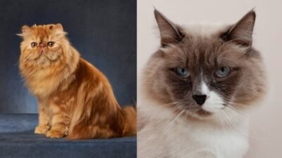 Qual a Diferença entre Gato Persa e Gato Himalaio?
