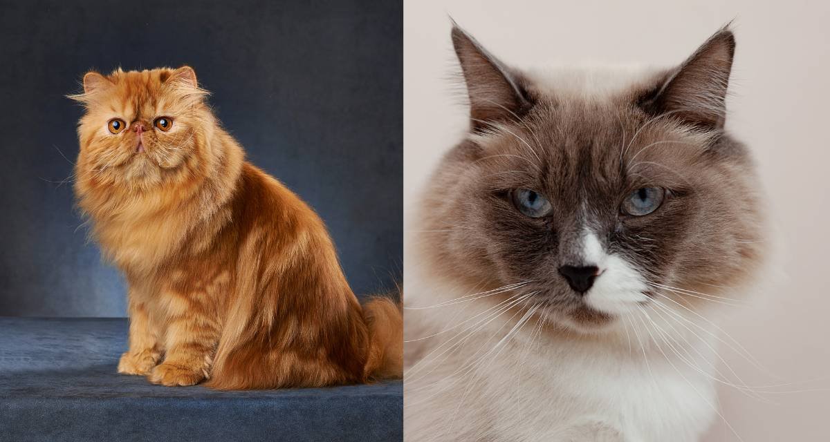 Qual a Diferença entre Gato Persa e Gato Himalaio