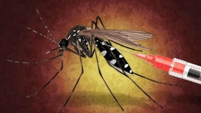 Bilhões de Mosquitos Infectados podem acabar com a Dengue