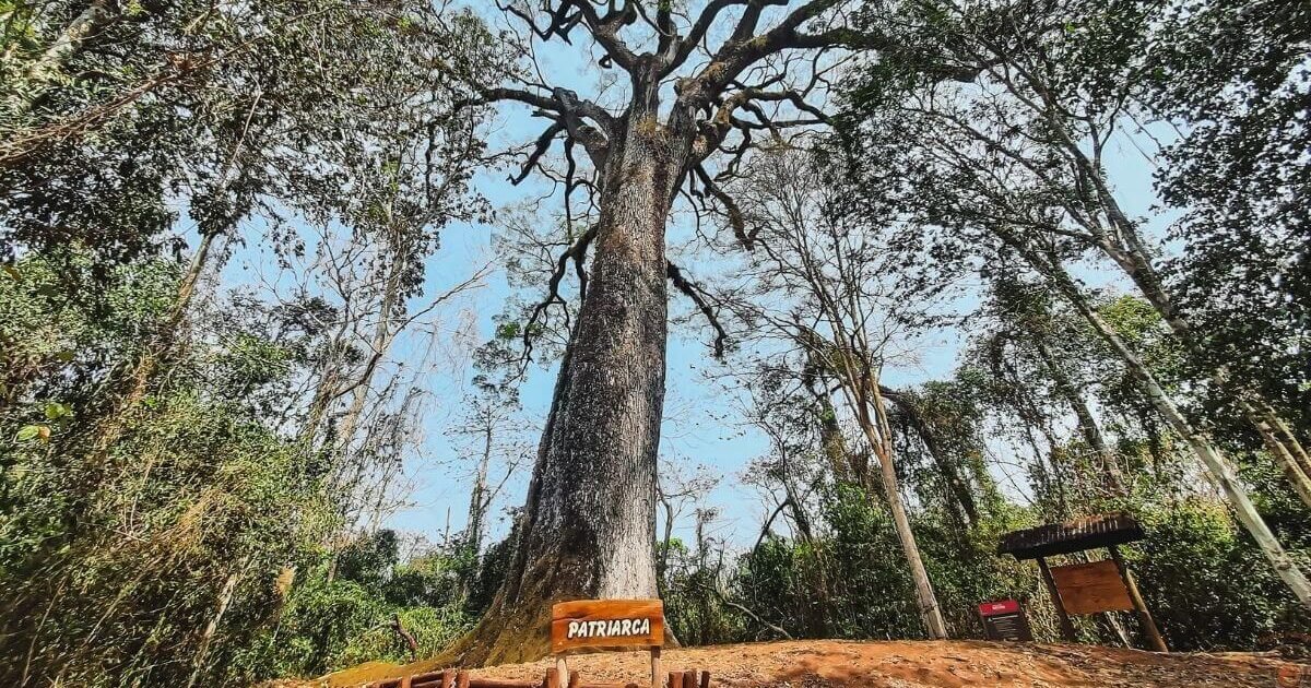 Conheça a Árvore Mais Antiga do Brasil com 600 anos