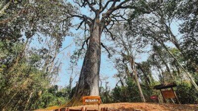 Conheça a Árvore Mais Antiga do Brasil com 600 anos