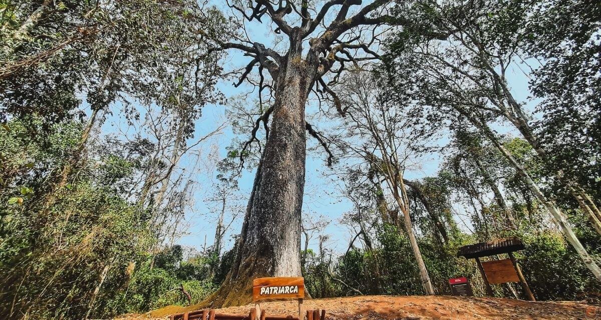 Conheça a Árvore Mais Antiga do Brasil com 600 anos