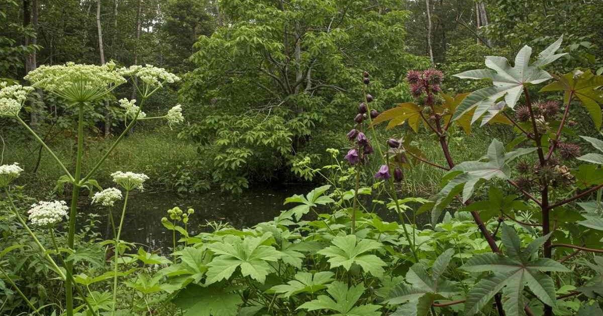 Conheça as Cinco Plantas mais Perigosas do Mundo