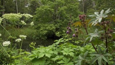 Conheça as Cinco Plantas mais Perigosas do Mundo