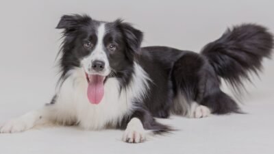 Qual Raça de Cachorro é Mais Inteligente do Mundo?