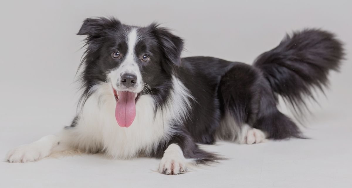 Qual Raça de Cachorro é Mais Inteligente do Mundo