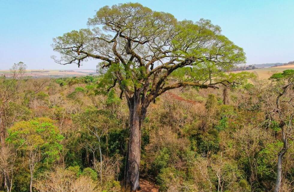 Qual é a Árvore Mais Antiga do Brasil