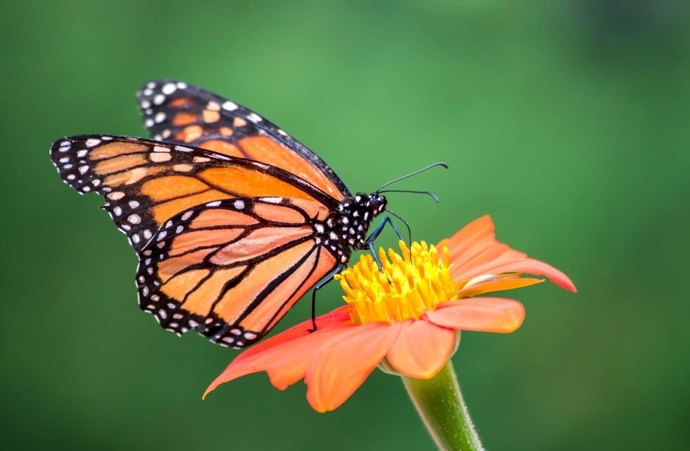 A Dança da Vida Borboletas como Polinizadoras Essenciais